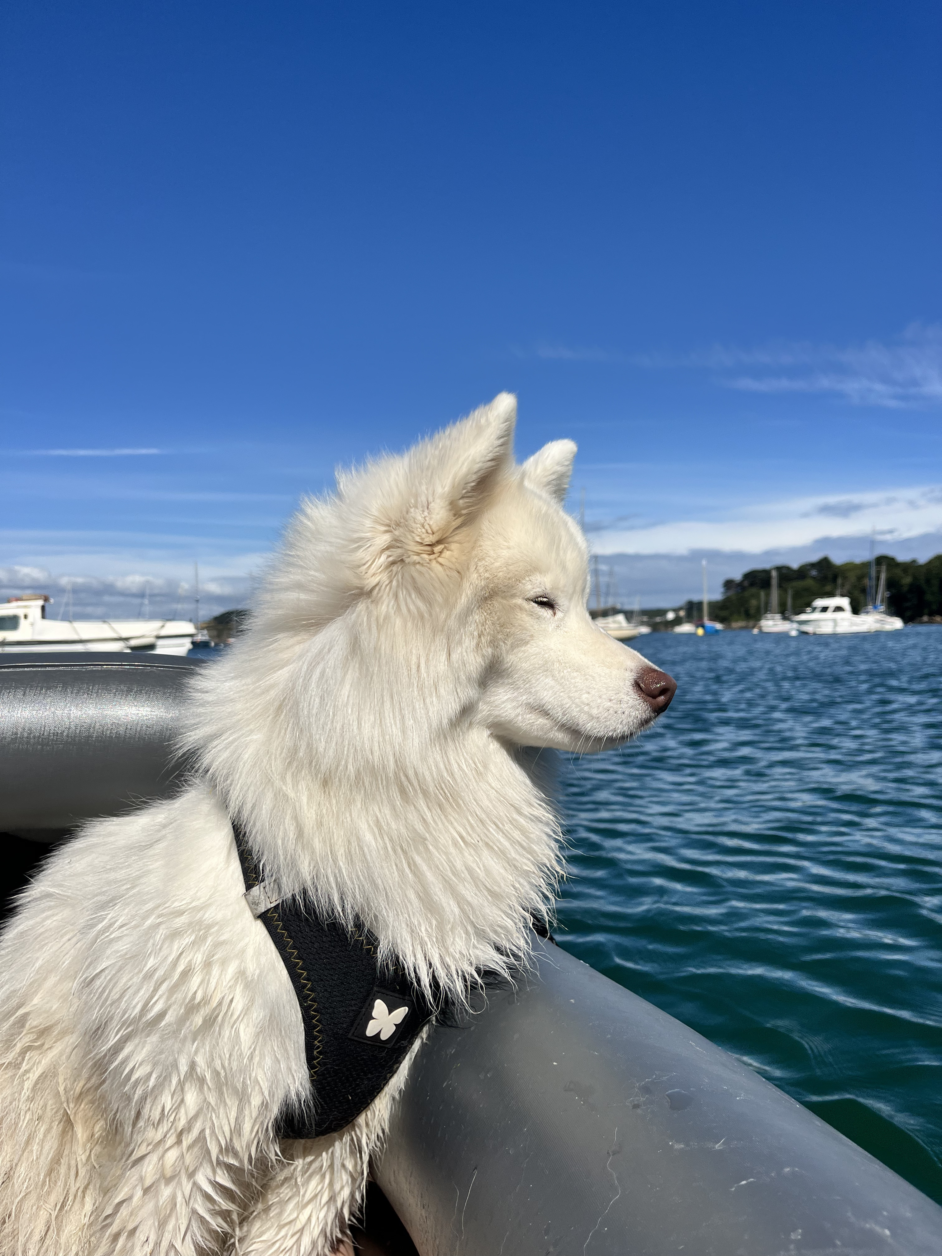 Volt sur un bateau